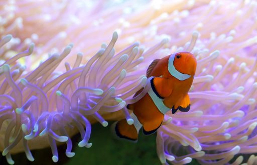 Fish swims out of anemone in Great Barrier reef