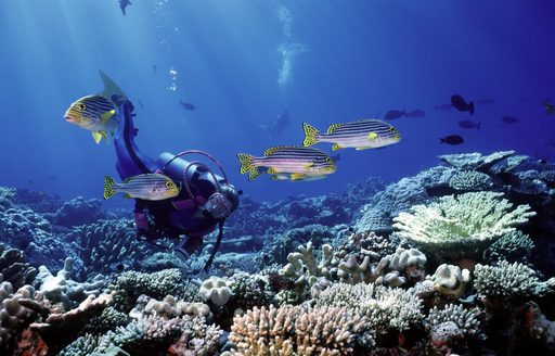 scuba diver explores vibrant underwater life of Indonesia on a charter vacation