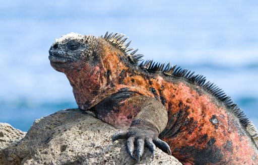 Marine iguanas on Bartolome Island in the Galapagos