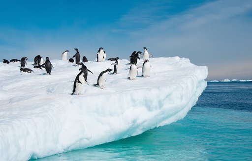 Rockhopper Penguins on iceberg in Antarctica