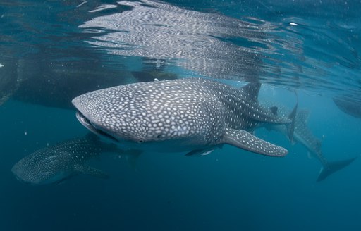 Whale shark close to surface of the sea in Papua New Guinea