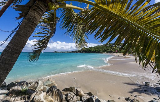Sandy beach and palm tree in Saint Martin