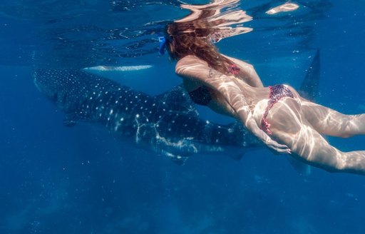 girl in snorkelling gear looking on at whale shark near the surface of the water