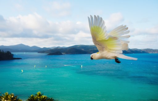 Flying Cockatoo on Hamilton Island Australia
