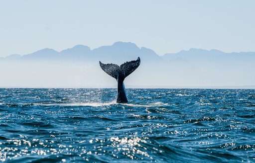 The tail of a whale as seen from a superyacht in Patagonia