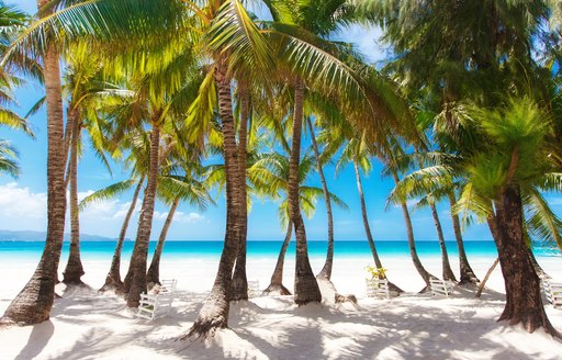 Palm trees on white sandy beach in the Bahamas with blue sea in background