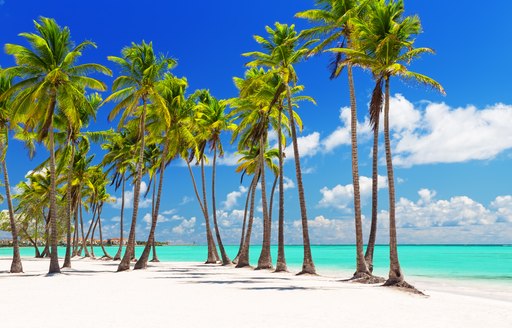 palm trees lined up on white-sand beach in the caribbean with bright blue ocean in background