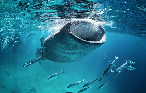 Sharks in Seychelles