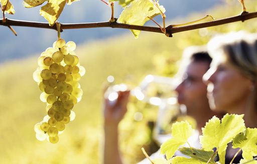 vineyard-wine-tasting