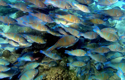 A shoal of fish photographed up close