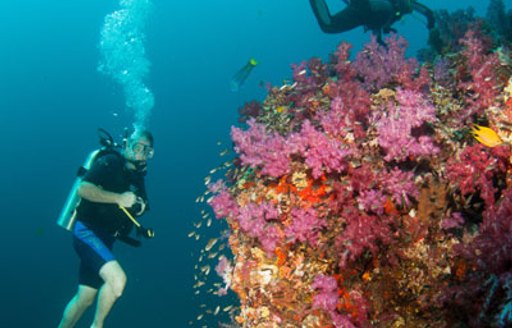 Scuba divers around a coral reef of Richelieu Rock, Similan Islands