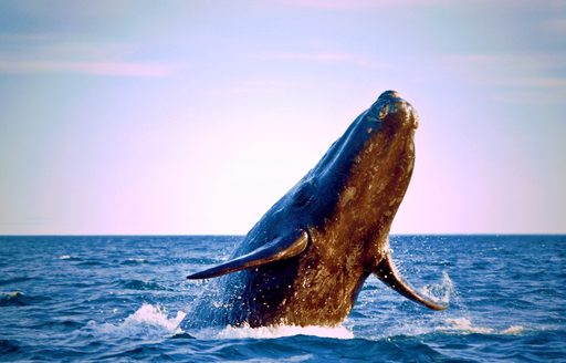 Southern right whale breaching in Patagonia, South America