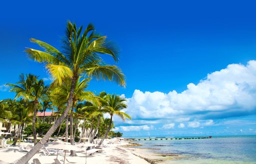 palm tree and sandy beaches in florida keys