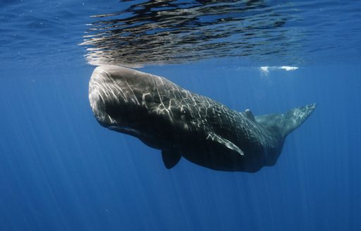 Sperm whale at water's surface in new zealand