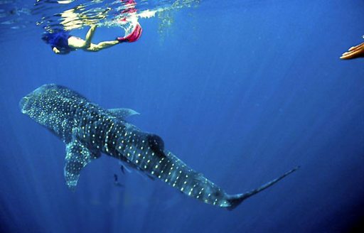 A whale shark swimming at Richelieu Rock in Thailand waters