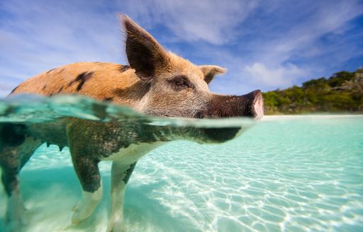 Pig swimming in clear waters of Exuma in the Bahamas