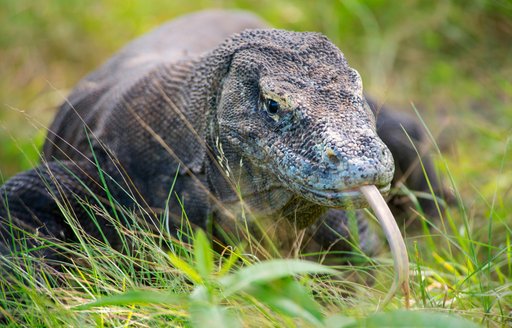 Komodo dragon hides in the grass on Komodo Island, Indonesia