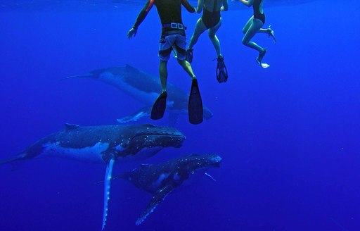 Snorkelers with a pod of humpback whales in French Polynesia