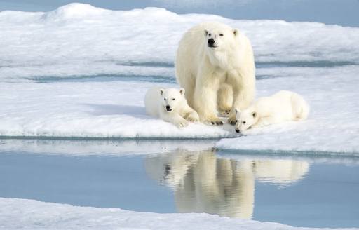 A family of polar bears relaxing on the ice in Svalbard