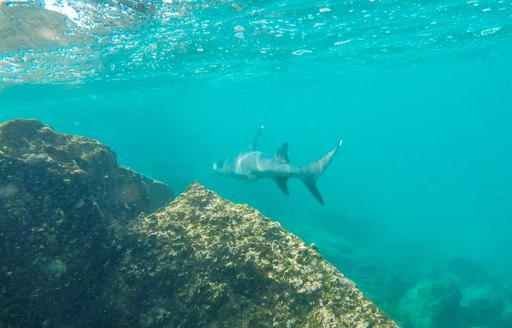 shark swimming in galapagos waters