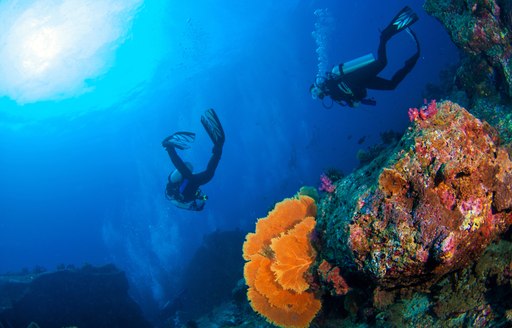 Divers in deep blue sea with corals in the foreground in the Red Sea