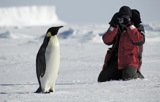 A woman takes a picture of a gentoo penguin in Antarctica
