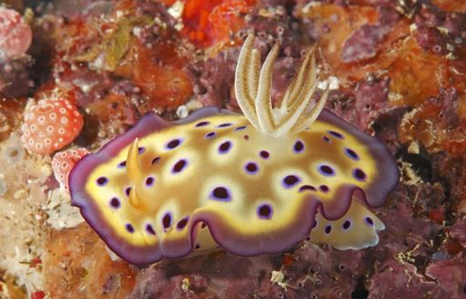 Yellow spotted nudibranch over coral in the Solomon Islands