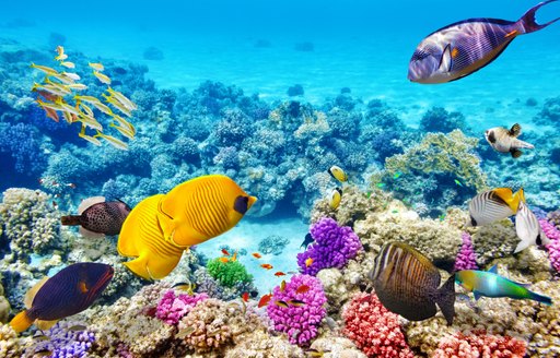 Colorful tropical reef with fish