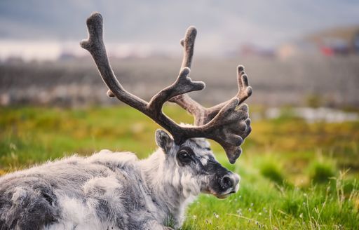 Svalbard reindeer on a grassy plain