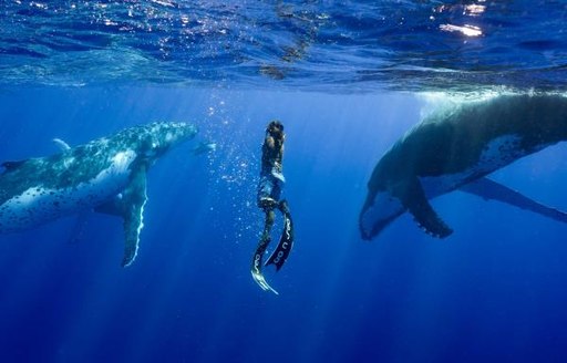 A diver swims with a pair of humpback whales in Tahiti