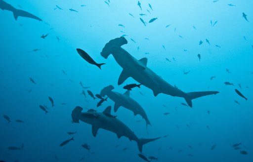Hammerhead sharks swimming in the blue in the Galapagos