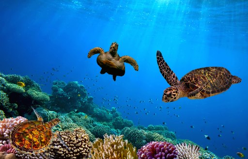 A pair of turtles swimming over a coral reef in the Cocos Islands
