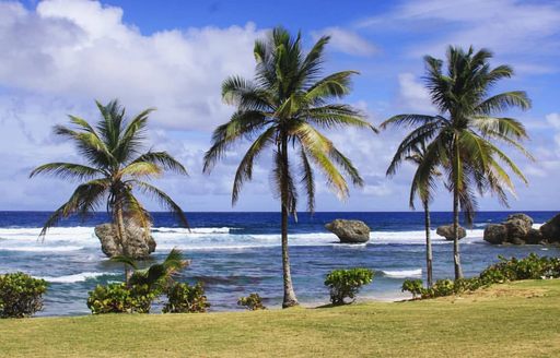 Bathsheba Barbados beach trees
