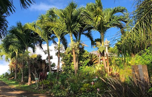 Grenada - Palm Tree Gardens trees path