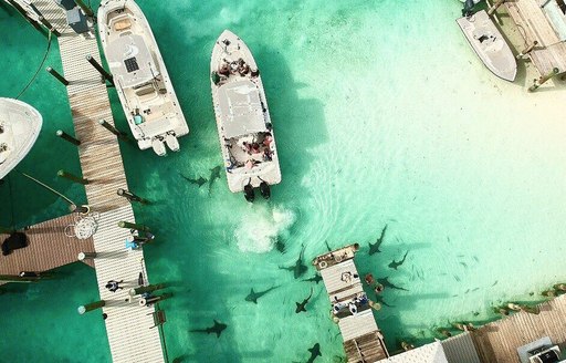Exumas - Nurse sharks of Compass Cay Marina aerial view