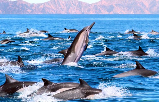 Number of dolphins leaping from the sea