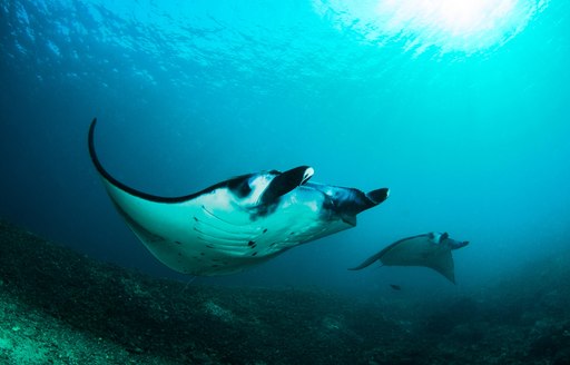 A manta ray swims alongside its child in Komodo waters