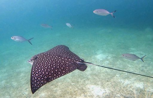 Turks & Caicos - Smith’s Reef fish mantaray