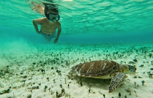 Deadman's Reef Bahamas snorkeler, turtle