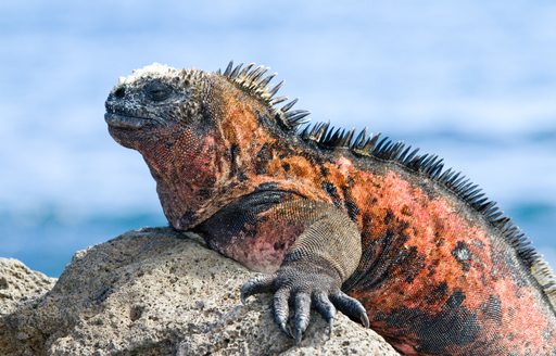 Marine iguanas on Bartolome Island in the Galapagos