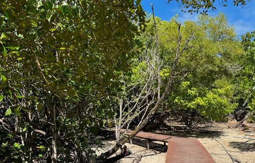 Seychelles - Curieuse Marine National Park trees path