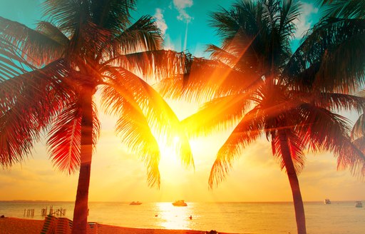 Caribbean beach at sunset with palm trees