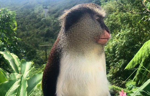 Grenada - Grand Étang National Park monkey