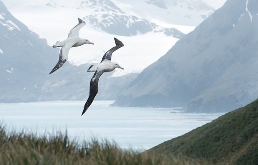 Wandering albatross spreads its wings for flight on a grassy cliff in South Georgia Island