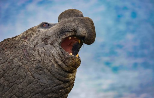 A roaring male Elephant Seal infront of a Glacier, South Georgia