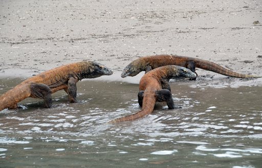 Male Komodo dragons fighting over female