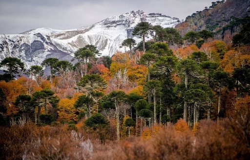 Patagonia - Parque Nacional Lanín mountains trees