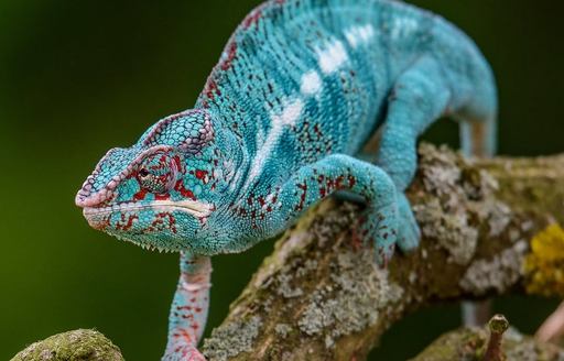 Ranomafana National Park Madagascar chameleon