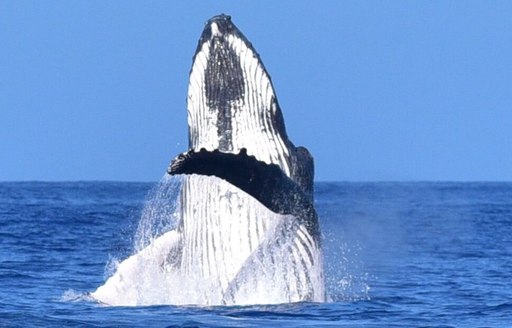 Tahiti - Tahiti Lagoon Paradise whale