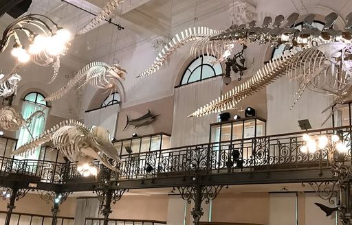 Oceanographic Museum of Monaco exhibits